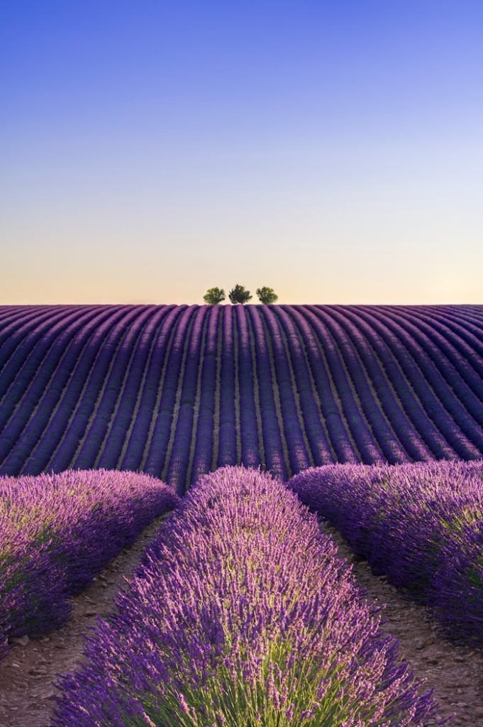 Stunning Valensole lavender fields under sunset sky in Provence, France.